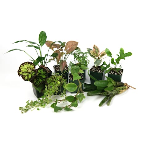 Live Tropical Plant Kit 18x18x18