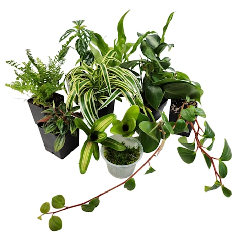 Josh's Frogs Vivarium Plant Kit 18X18X18