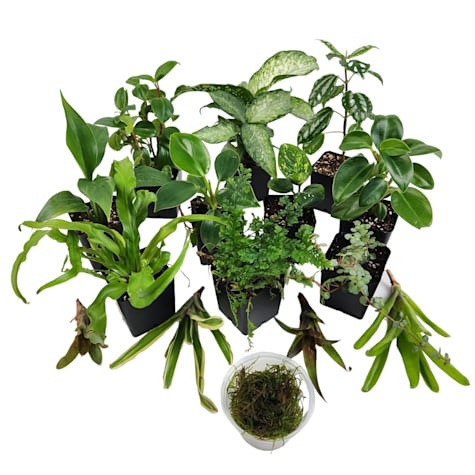 Josh's Frogs Vivarium Plant Kit 18X18X24