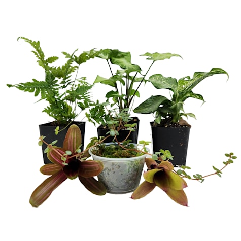 Josh's Frogs Thumbnail Dart Frog Vivarium Plant Kit 12x12x18