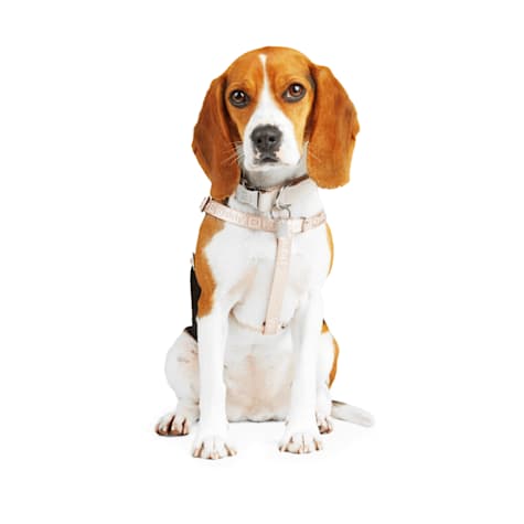 Reddy Jacquard Strap Dog Harness