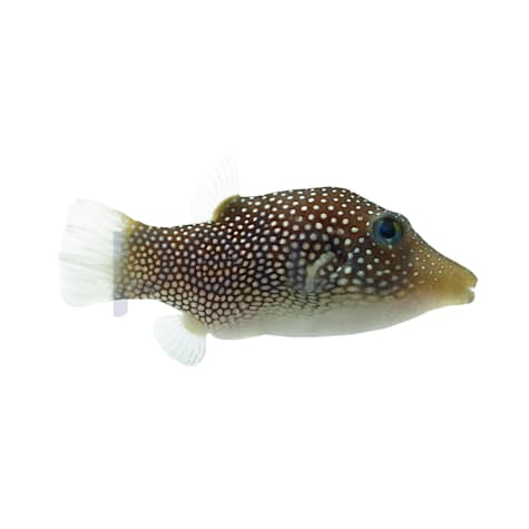 Spotted Sharpnose Pufferfish