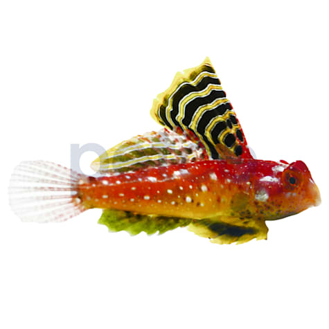 Ruby Dragonet
