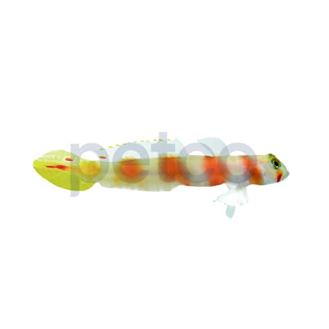 Pinkbar Goby