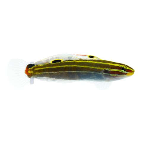 Hector's Goby