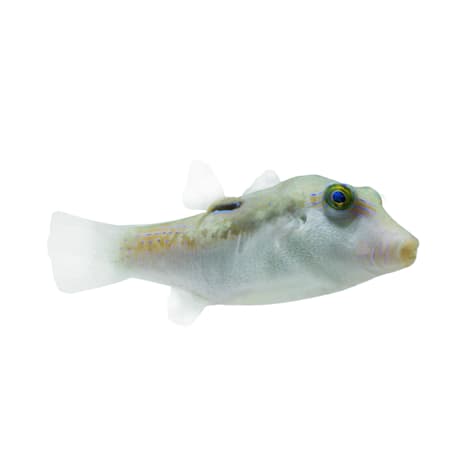 Bennett's Sharpnose Pufferfish