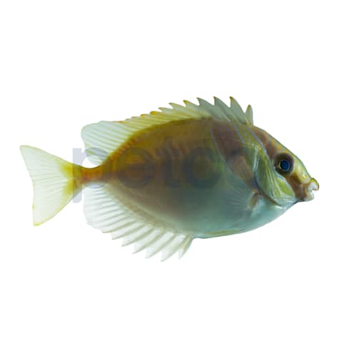 Two Bar Rabbitfish