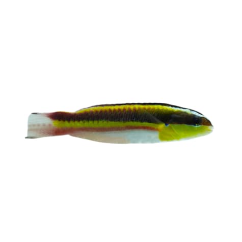Mexican Rock Rainbow Wrasse