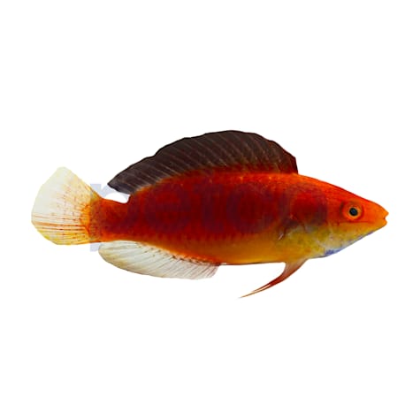 Male Redfin Fairy Wrasse