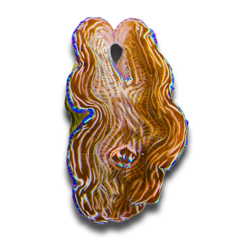 Aquacultured Striped Blue Rim Derasa Clam