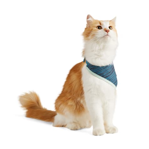 Reddy Blue Spacedye Cat Bandana