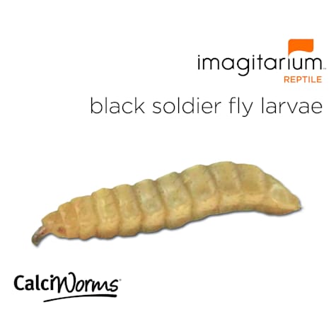 Calciworms