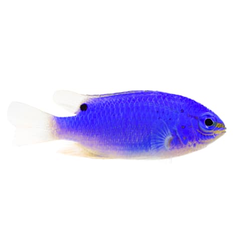 Blue Devil Damsel