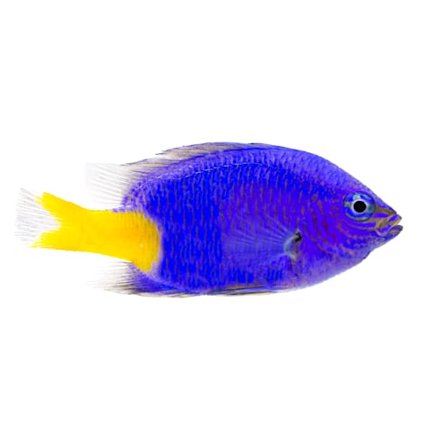 Yellowtail Damsel