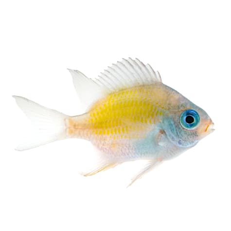 Ternate Lemon Damsel