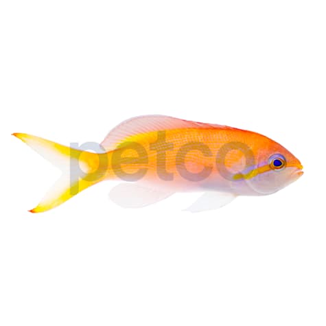 Female Orange Lyretail Anthias - Fiji
