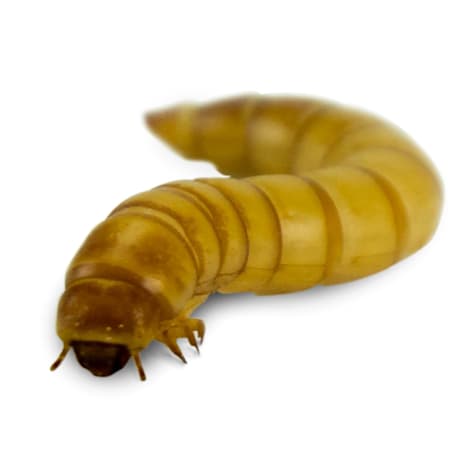 Giant Mealworms