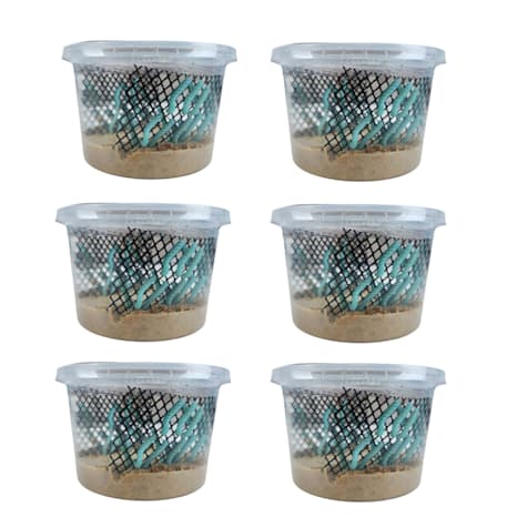 Hornworms 25Ct