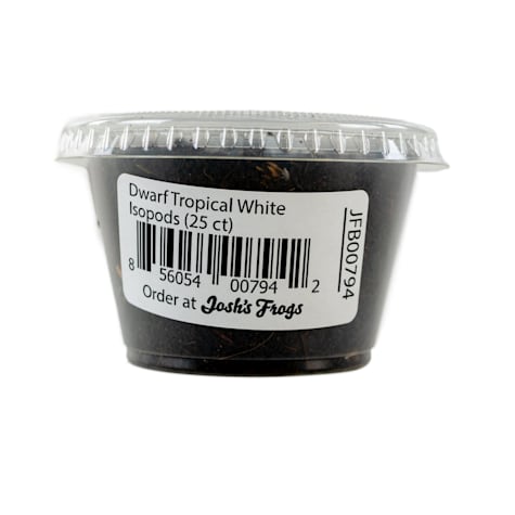 Dwarf Tropical White Isopods