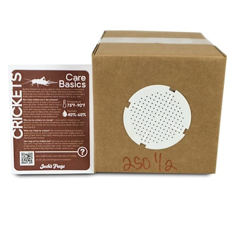 Banded Crickets