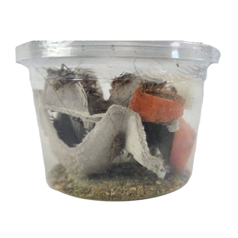 Gutloaded Banded Crickets