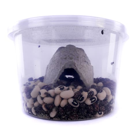 Bean Beetle Culture