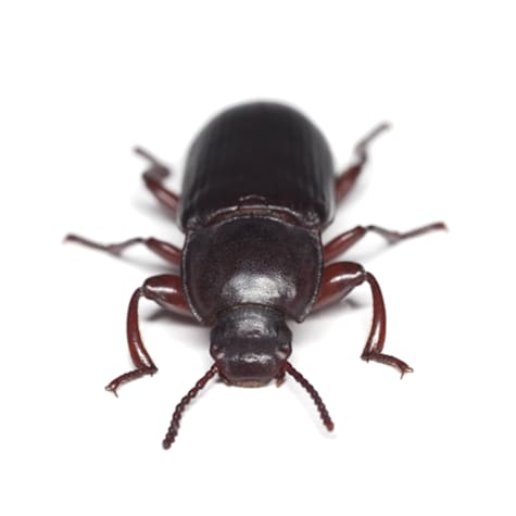 Rice Flour Beetle Culture