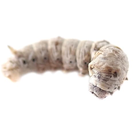 Silkworms