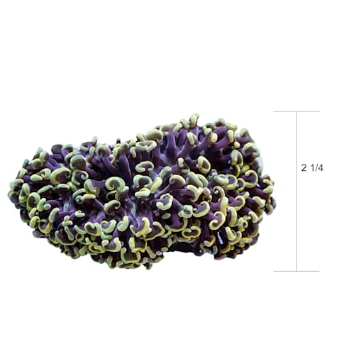 Aquacultured Gold Tip Wall Hammer