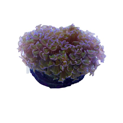 Aquacultured Green with Purple Tips Wall Hammer