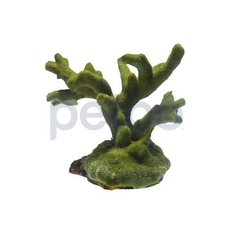Aquacultured Green Digitata Coral