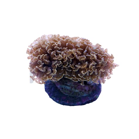 Aquacultured Orange Tip Wall Hammer