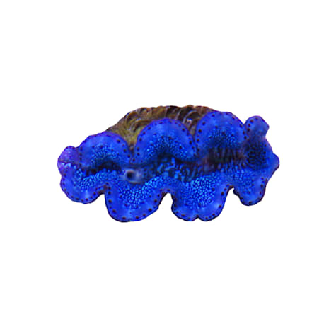Aquacultured 1st Grade Blue/Turquoise Maxima Clam