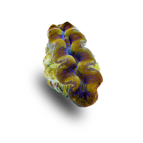 Aquacultured 1st Grade Crocea Clam
