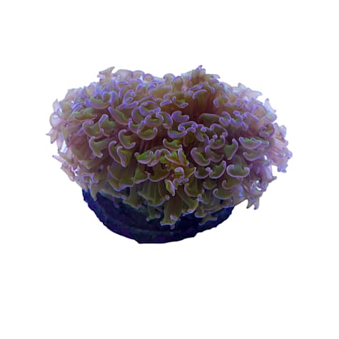 Aquacultured Green with Purple Tip Torch