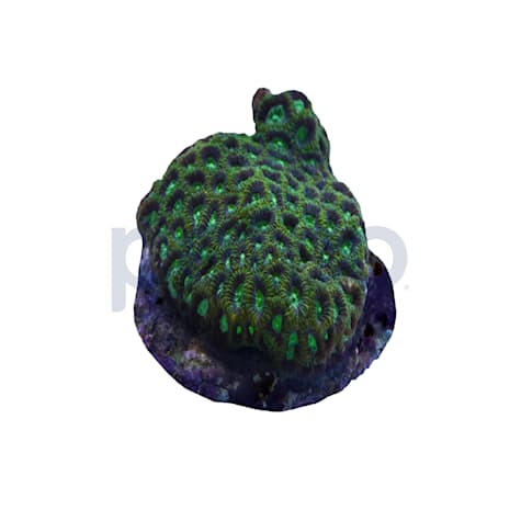 Aquacultured Metallic Green Brain Coral
