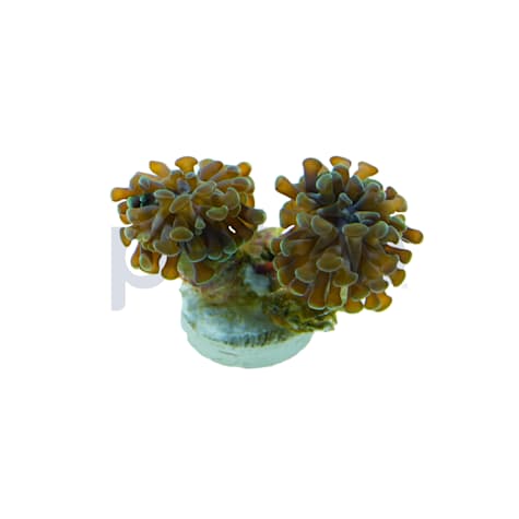 Aquacultured Green Branch Hammer Frag