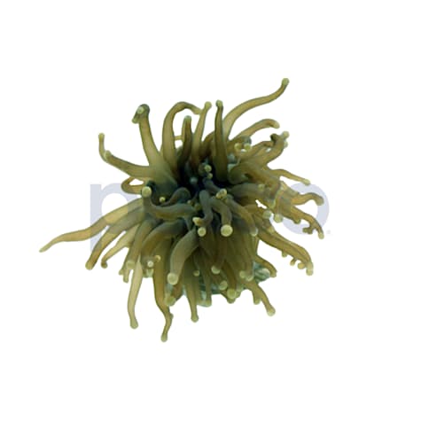 Aquacultured Green with Pink Tip Torch Frag