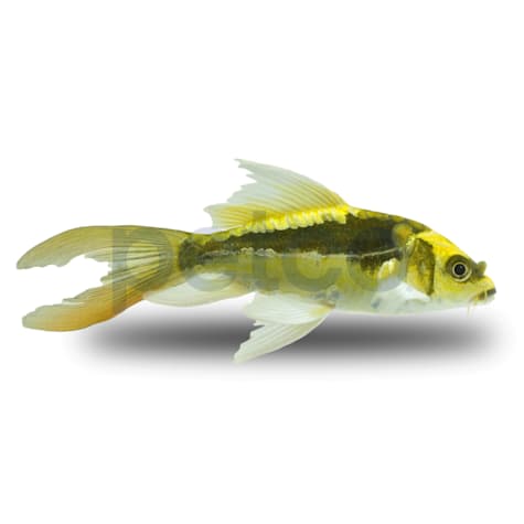 Mayan Butterfly Koi