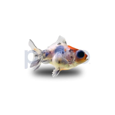 Calico Telescope Goldfish
