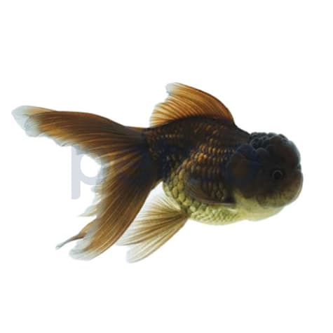 Black Oranda Goldfish