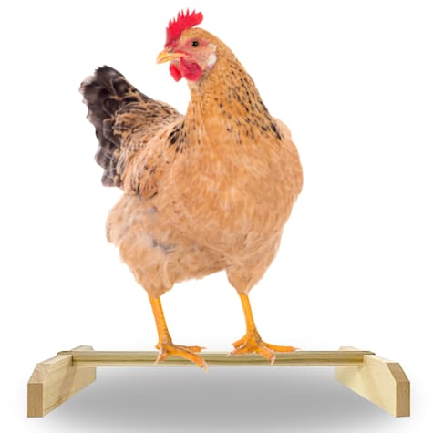 Backyard Barnyard Chicken Perch for Birds