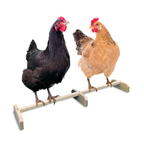 Backyard Barnyard Chicken Bird Perch