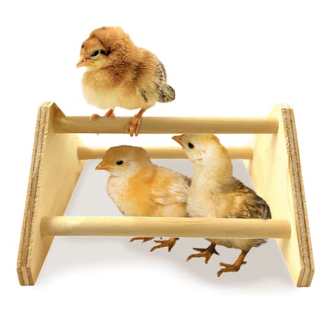 Backyard Barnyard Mini Chick Bird Perch