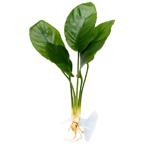 Anubias Plant on Suction Cup