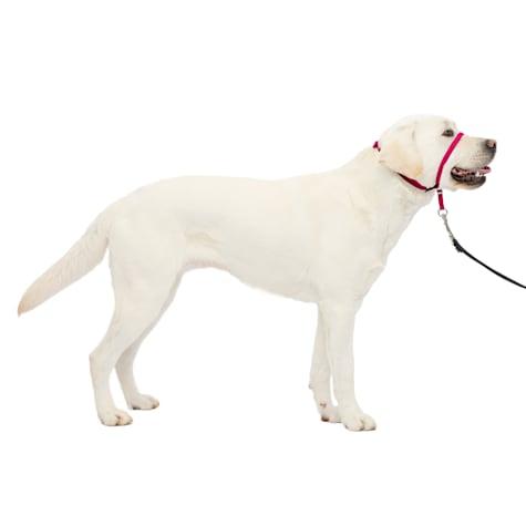 PetSafe Gentle Leader Raspberry Dog Headcollar