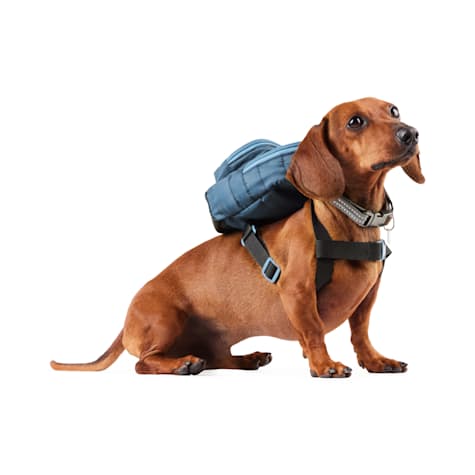 Reddy Quilted Backpack for Dogs