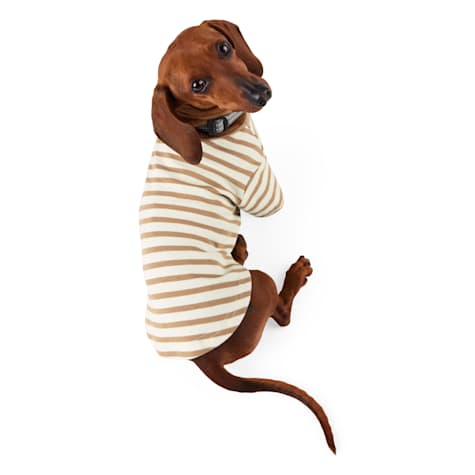 Reddy Stripe Tee for Dogs