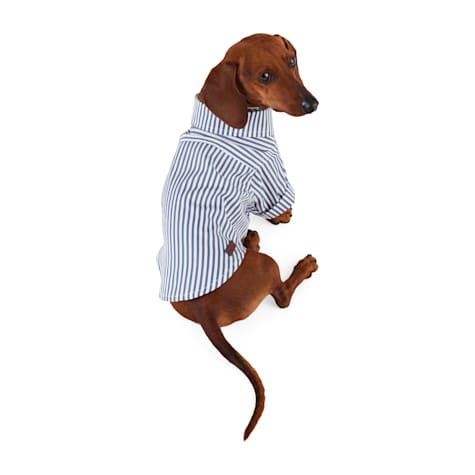 Reddy Railroad Stripe Shirt for Dogs