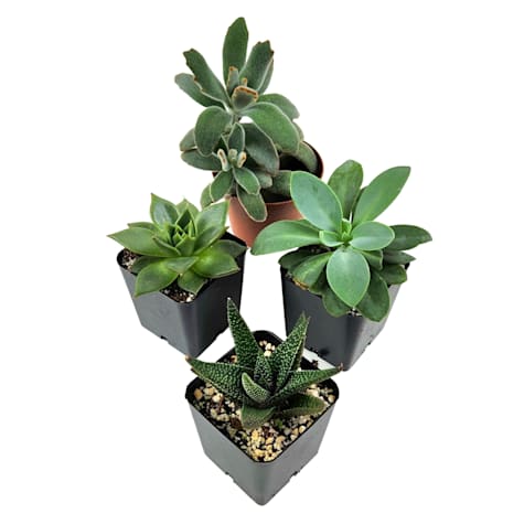 Assorted Single Succulent